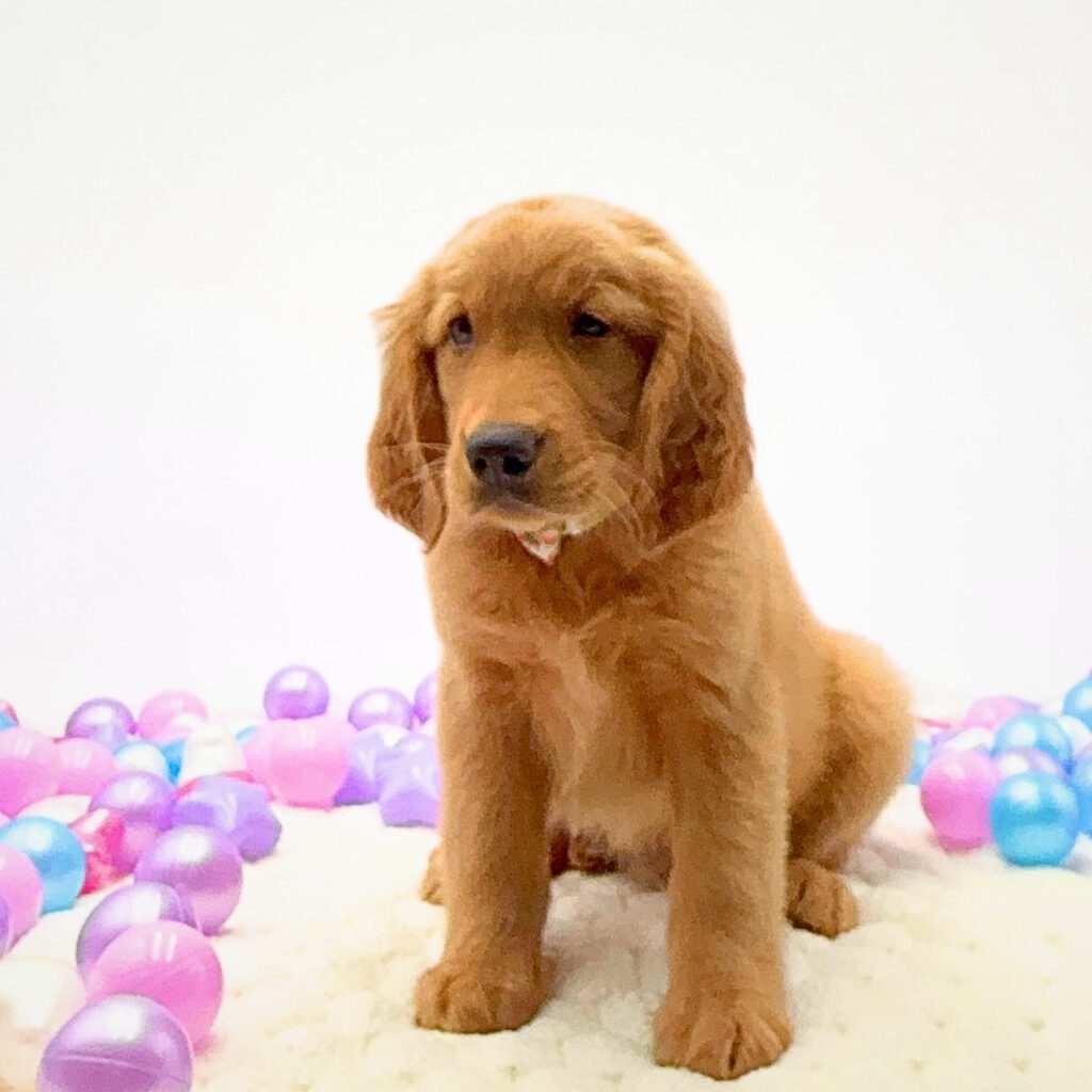 [#26196-04]  - Golden M Golden Retriever Puppies For Sale