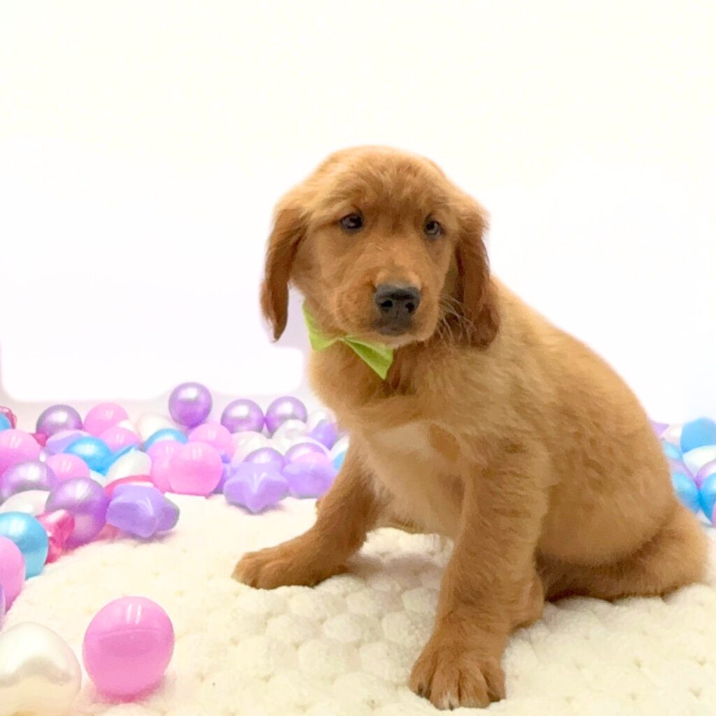 [#26196-02]  - Golden M Golden Retriever Puppies For Sale