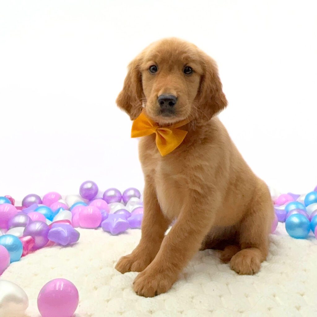 [#26196-03]  - Golden M Golden Retriever Puppies For Sale