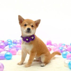 Petland Miami Shiba Inu puppy available