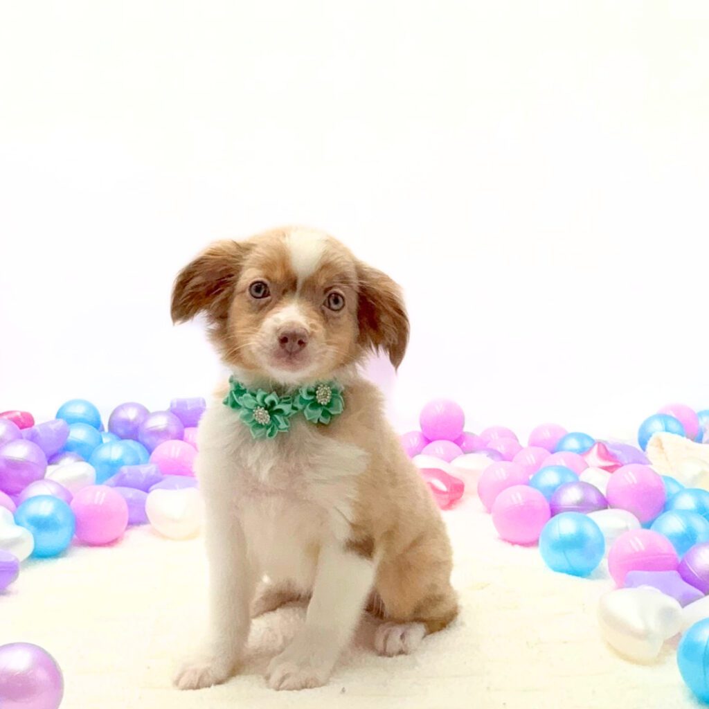 [#26230-04]  - Red Merle F Miniature Australian Shepherd Puppies For Sale
