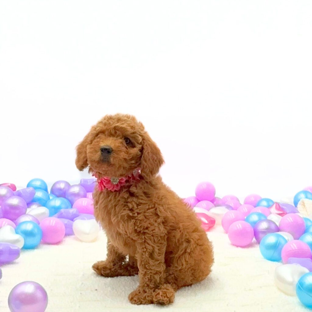 [#26327-04]  - Red F Poodle Mini Puppies For Sale