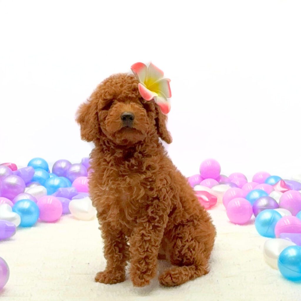 [#26327-03]  - Red F Poodle Mini Puppies For Sale