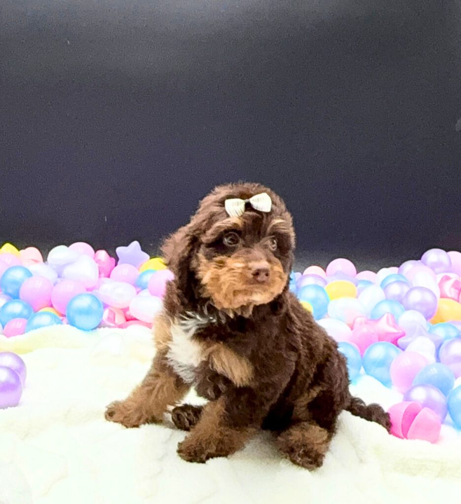 [#26123-10] Angel - Chocolate White Tan F Bernedoodle Mini Puppies For Sale