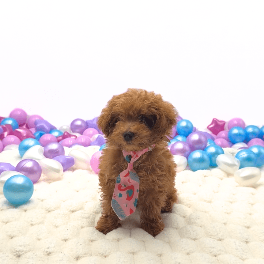 [#26281-01] Shane - Apricot M Poodle Toy Puppies For Sale