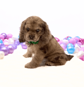Petland Miami Cocker Spaniel puppy available