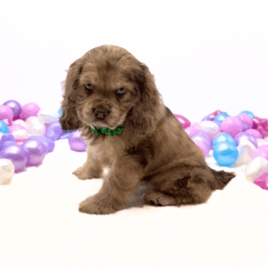 Cocker Spaniel