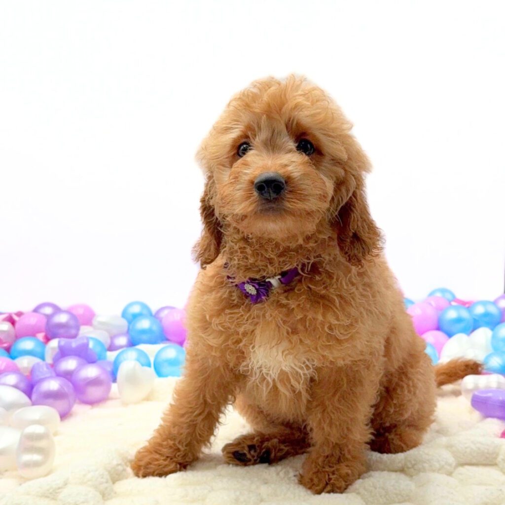 [#26174-12]  - Golden F Goldendoodle Mini F1 Puppies For Sale