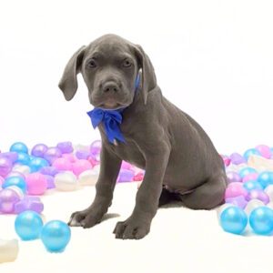 Petland Miami Cane Corso puppy available