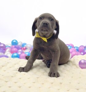 Petland Miami Cane Corso puppy available