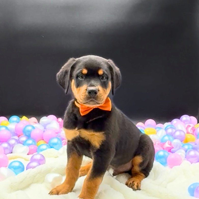 [#26405-02] Enzo - Black / Tan M Rottweiler Puppies For Sale