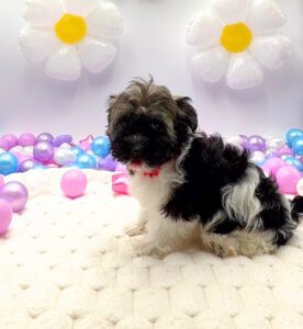 Petland Miami Havanese puppy available