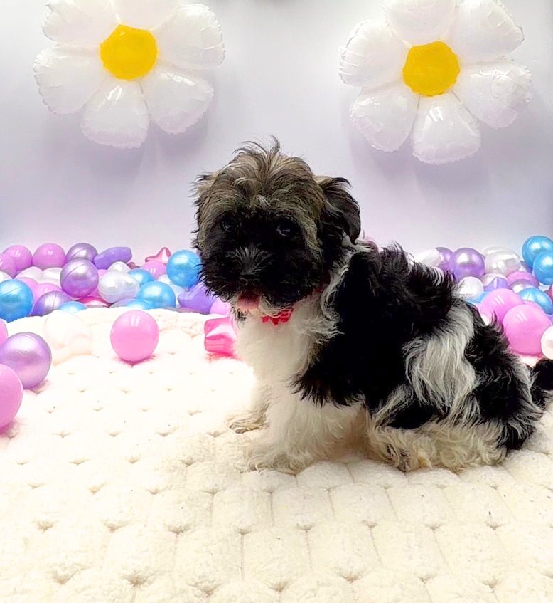 [#26251-01]  - Brindle / White F Havanese Puppies For Sale