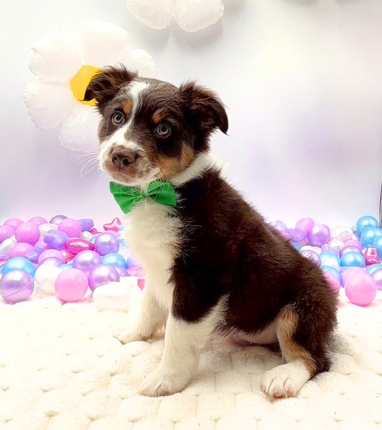 [#26265-01]  - Chocolate / White M Miniature Australian Shepherd Puppies For Sale