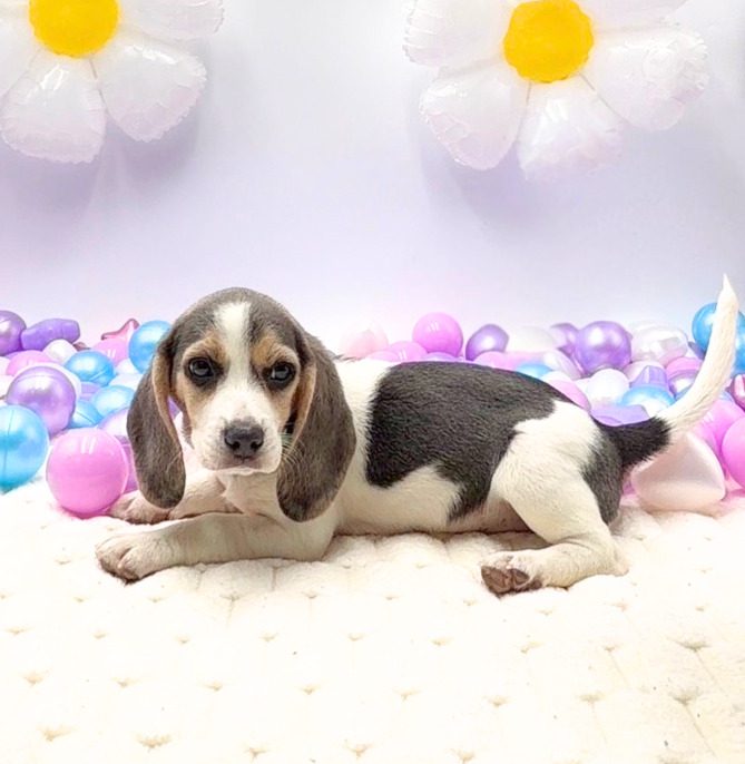 [#26295-03] April - Blue Tan / White F Beagle Puppies For Sale