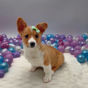 Petland Miami Pembroke Welsh Corgi puppy available