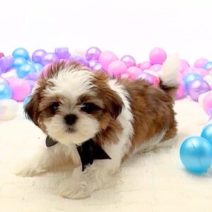 Petland Miami Shih Tzu puppy available