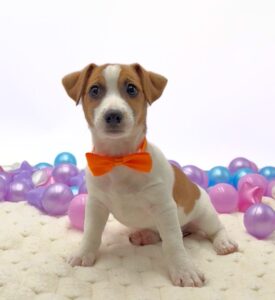 Petland Miami Jack Russell Terrier puppy available