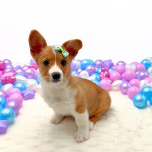 Petland Miami Pembroke Welsh Corgi puppy available