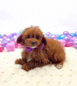 Petland Miami Maltipoo puppy available