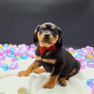 Petland Miami Rottweiler puppy available