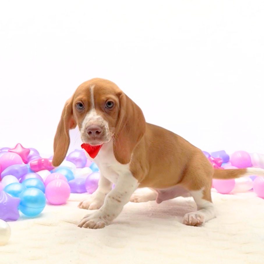 [#26256-01]  - Red / White M Beagle Puppies For Sale