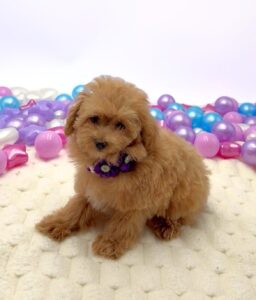 Petland Miami Maltipoo puppy available