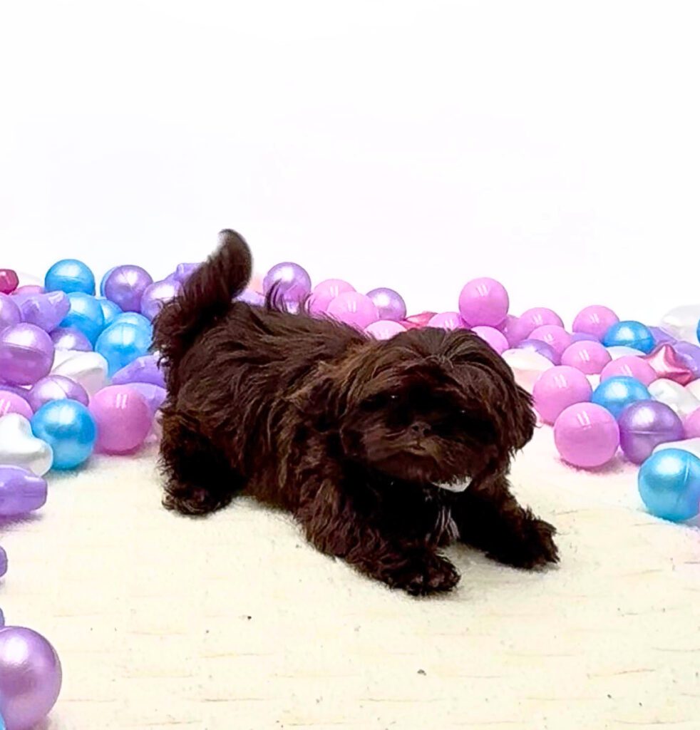 [#26331-02]  - M Shih Tzu Puppies For Sale