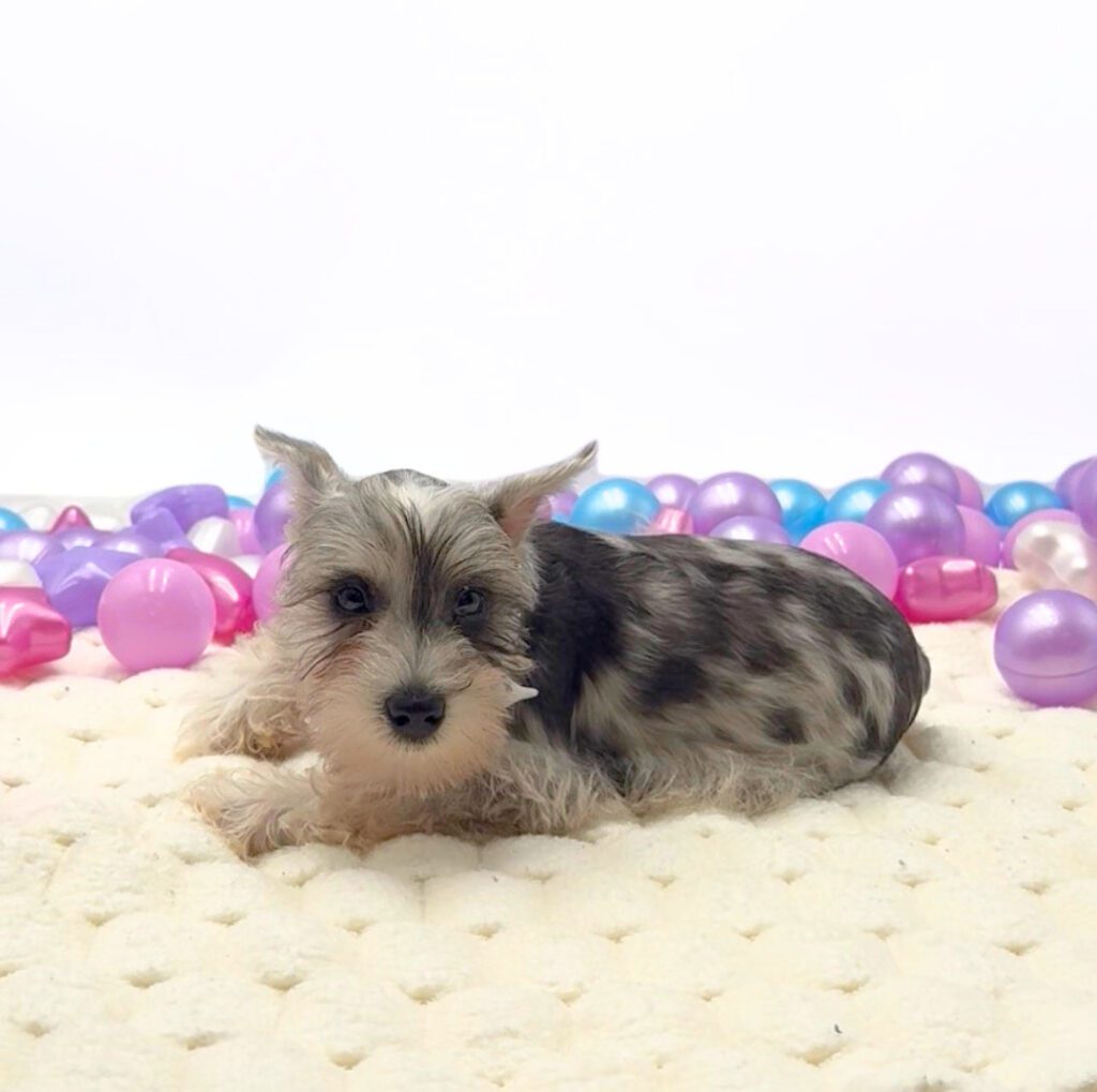 [#26301-02] Cruz - Blue Merle M Miniature Schnauzer Puppies For Sale