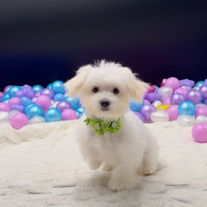 Petland Miami Maltese puppy available