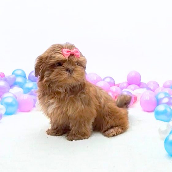 [#26331-04]  - F Shih Tzu Puppies For Sale