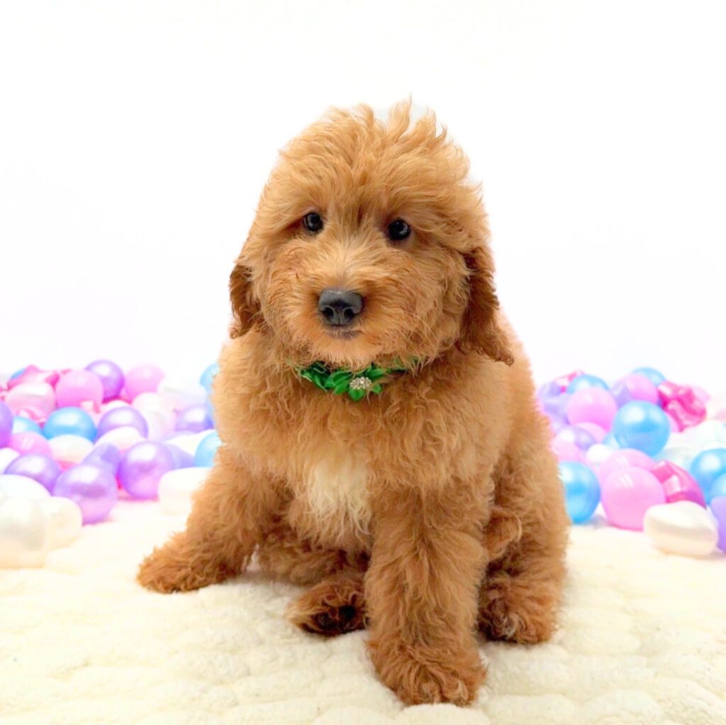 [#26174-05]  - Golden F Goldendoodle Mini F1 Puppies For Sale