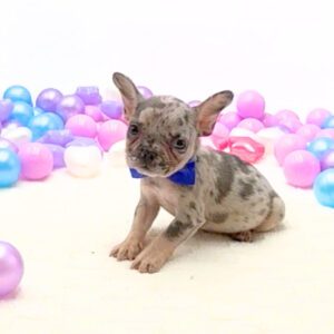 Petland Miami French Bulldog puppy available