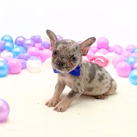 [#2625-04]  - Blue Merle M French Bulldog Puppies For Sale