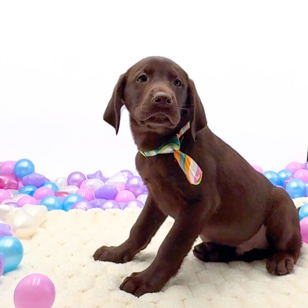 [#26175-03]  - Chocolate M Labrador Retriever Puppies For Sale