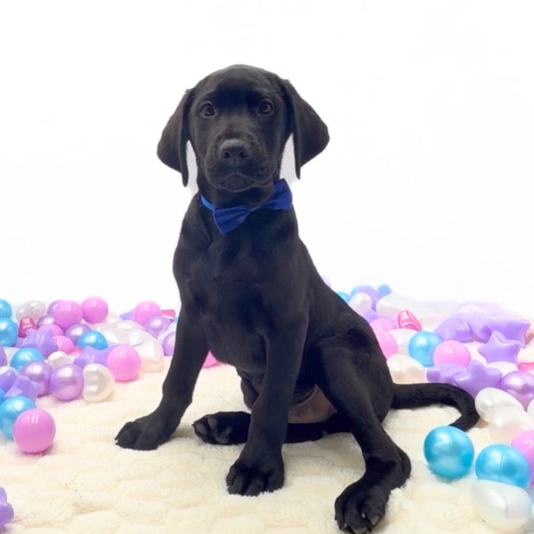 [#2696-03]  - Black M Labrador Retriever Puppies For Sale