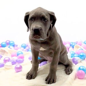 Petland Miami Cane Corso puppy available