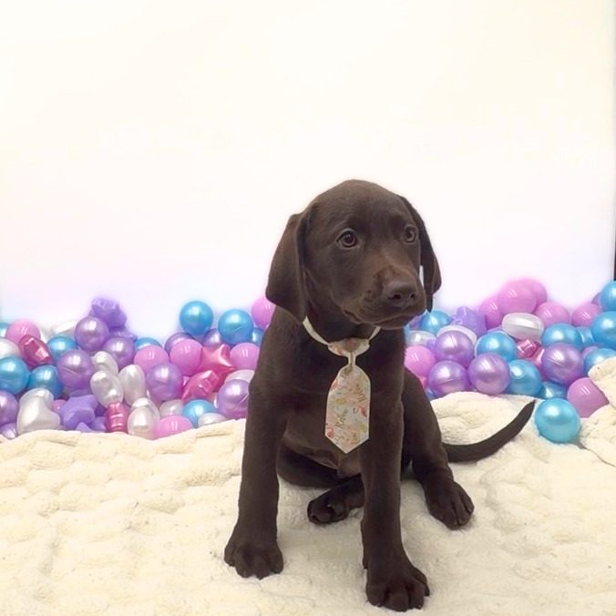 [#26175-04]  - Chocolate M Labrador Retriever Puppies For Sale