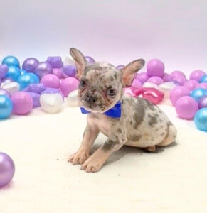 Petland Miami French Bulldog puppy available