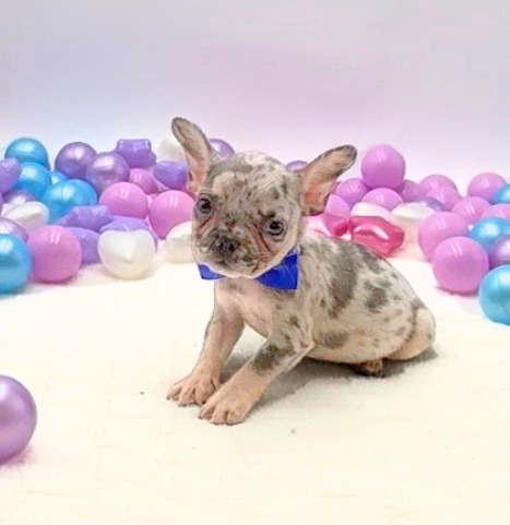 [#2625-04]  - Blue Merle M French Bulldog Puppies For Sale