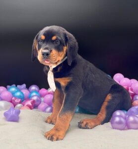 Petland Miami Rottweiler puppy available