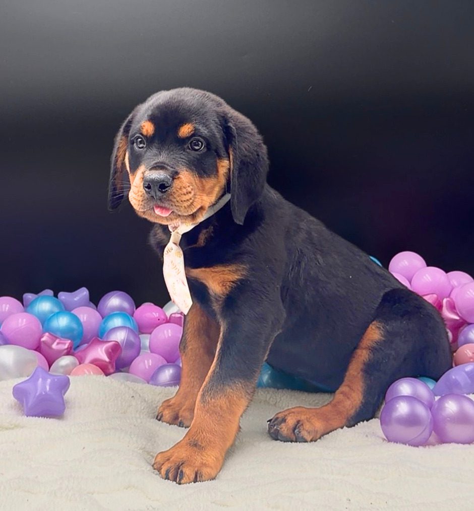 [#26405-01] Alladin - Black / Tan M Rottweiler Puppies For Sale