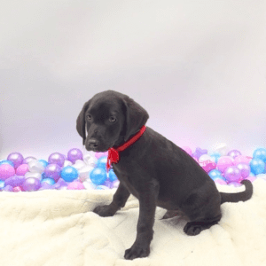Petland Miami Labrador Retriever puppy available