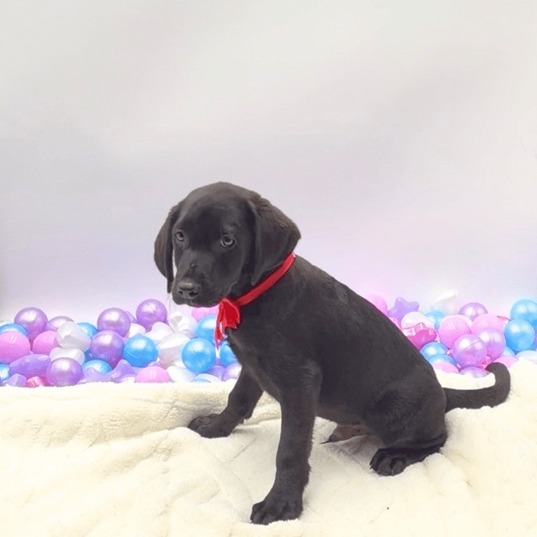 [#2696-02]  - Black M Labrador Retriever Puppies For Sale