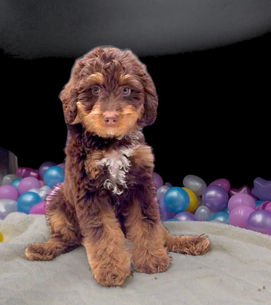 [#26123-10] Angel - Chocolate White Tan F Bernedoodle Mini Puppies For Sale