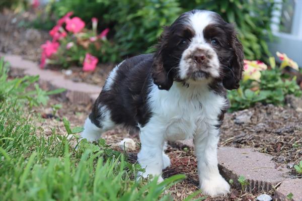[#2677-04]  - Chocolate / White F Cocker Spaniel Puppies For Sale