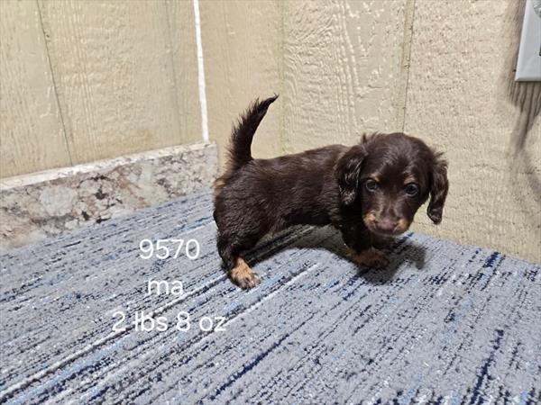 [#2669-01]  - Chocolate / Tan M Dachshund Puppies For Sale