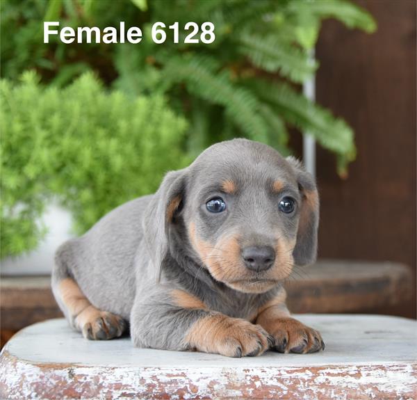 [#26402-02]  - Blue / Tan F Dachshund Puppies For Sale