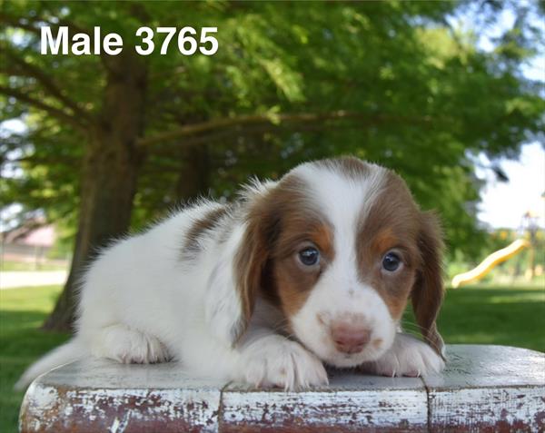 [#26410-01]  - Red / White M Dachshund Puppies For Sale