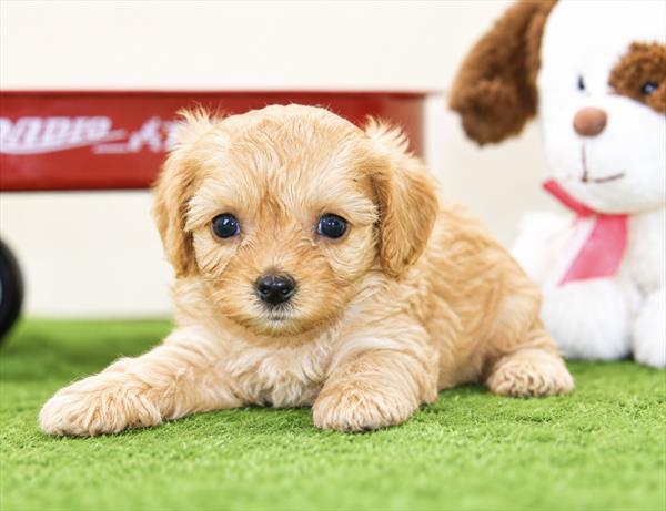 [#261290-05]  - Apricot F Cavapoo F1B Puppies For Sale